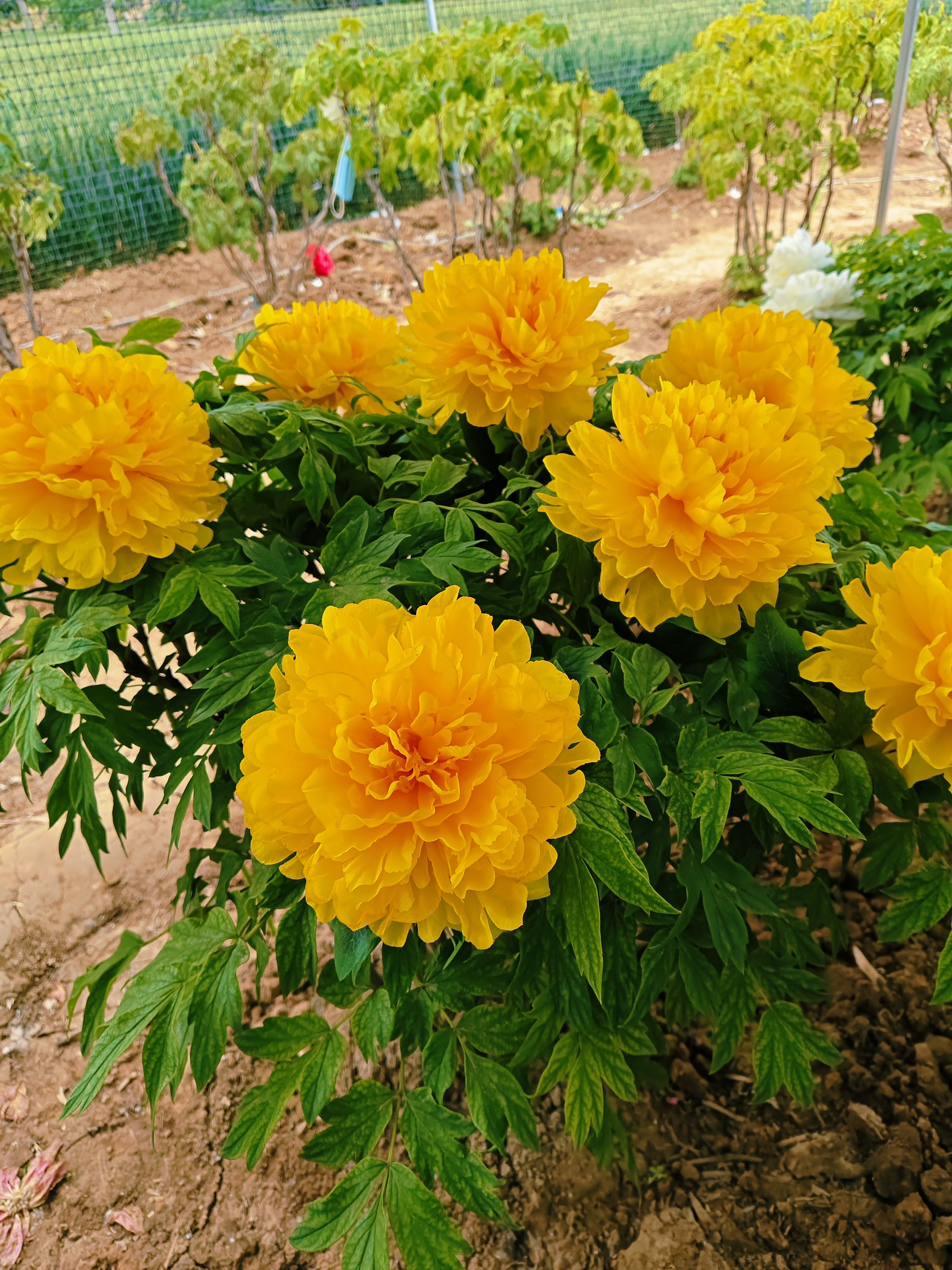 牡丹【爱丽丝】秋季挖苗高端品种观赏牡丹地栽老桩牡丹树