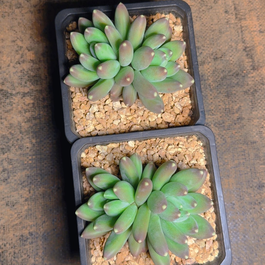 迷雾森林双头多肉11111111