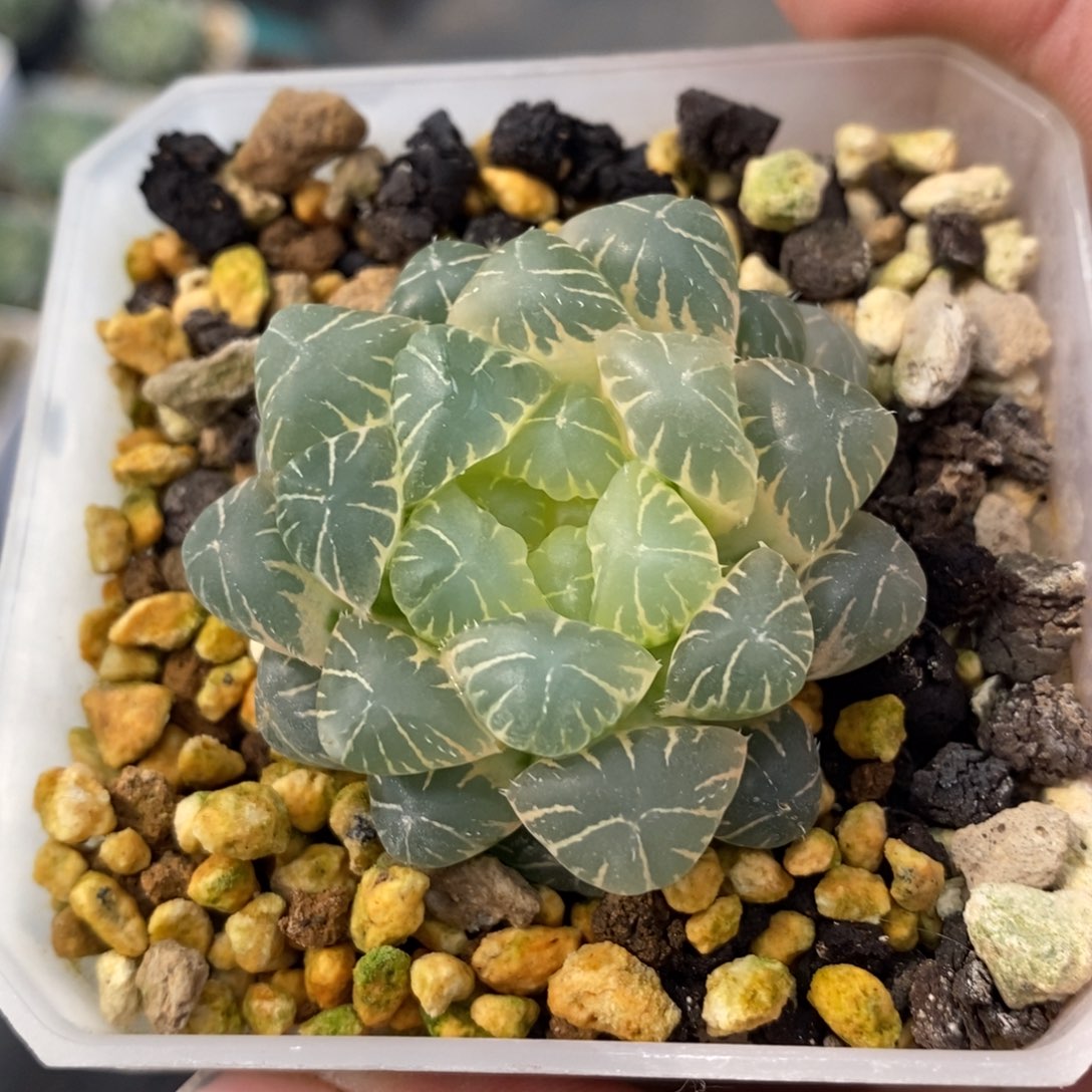 一颗实生糊斑湖水玉露锦 超级福利