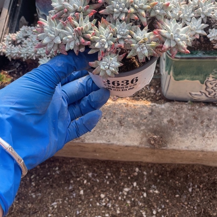 636号白菊多肉植物