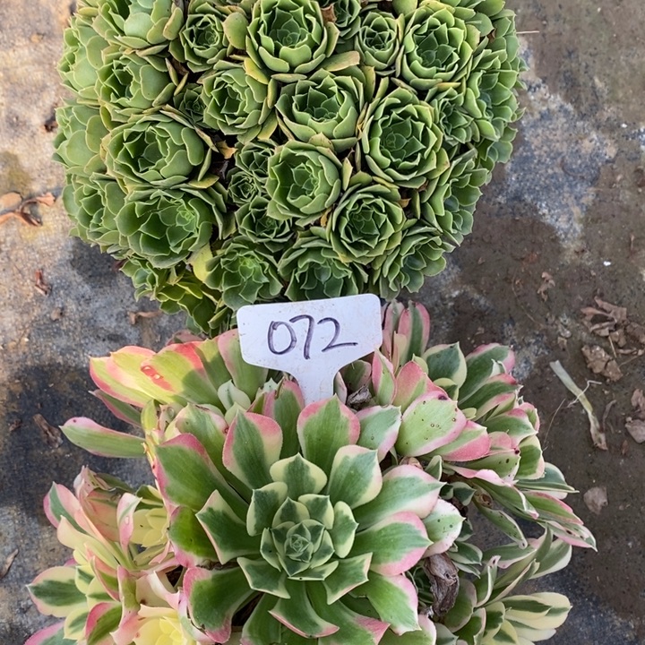 072号2棵法师组合1111111