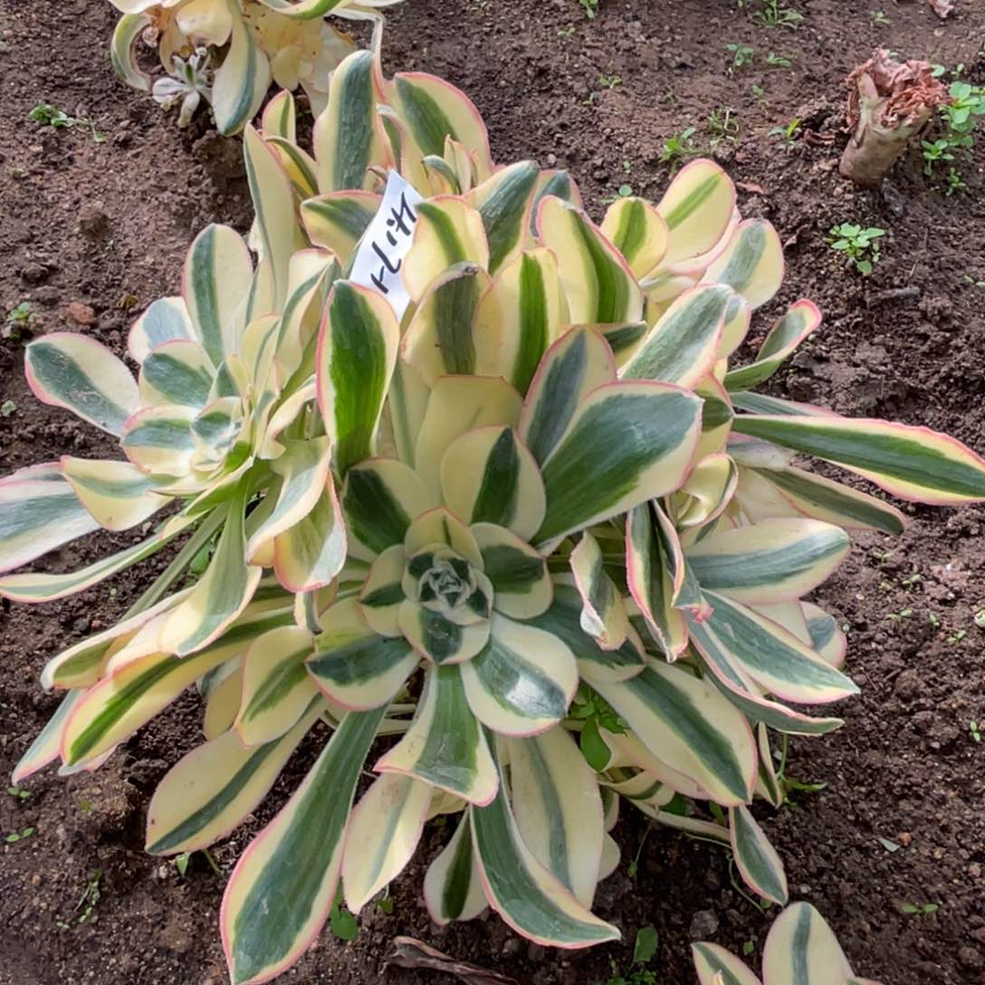 17-12王妃掐心绣球多肉