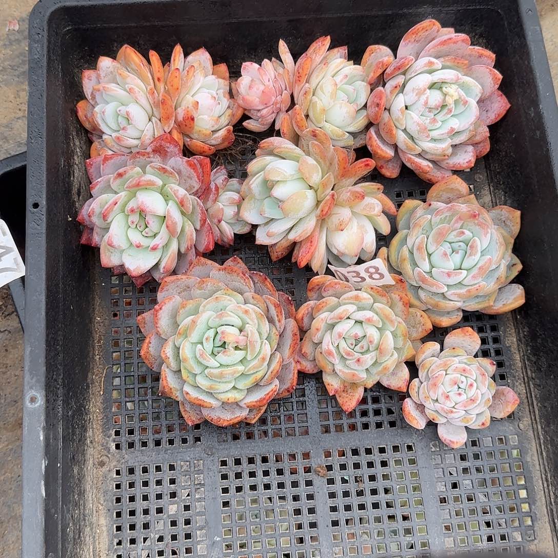 清棚福利038一筐包邮