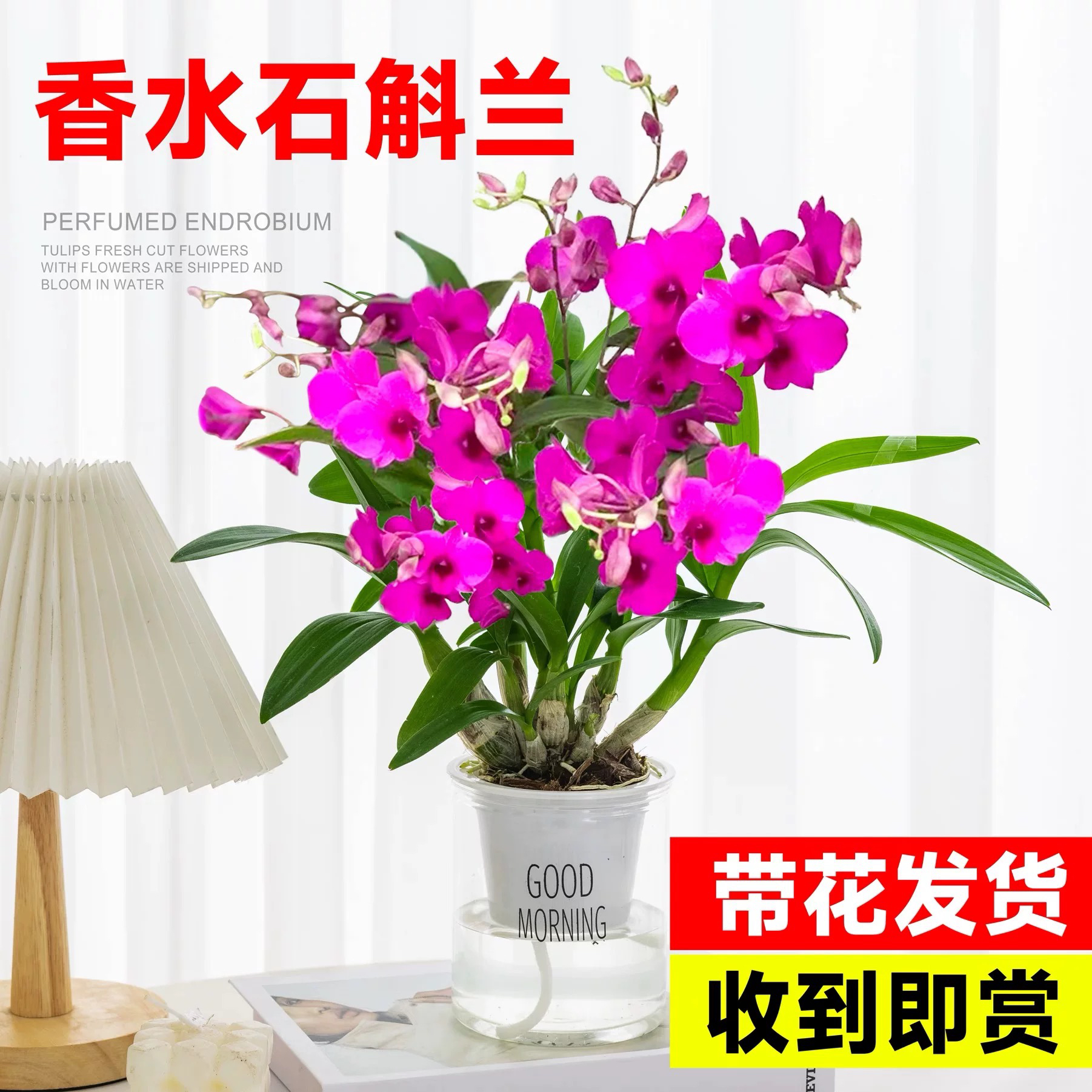 石斛兰盆栽带花澳洲香水石斛四季开花名贵兰花七彩兰苗