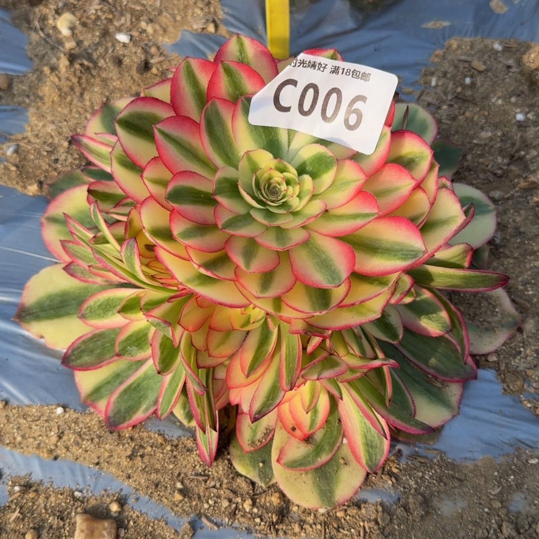 006粉体荔枝多肉植物