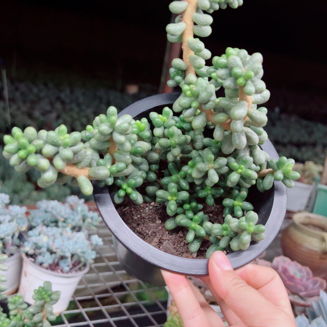 绿龟卵整装整群老桩