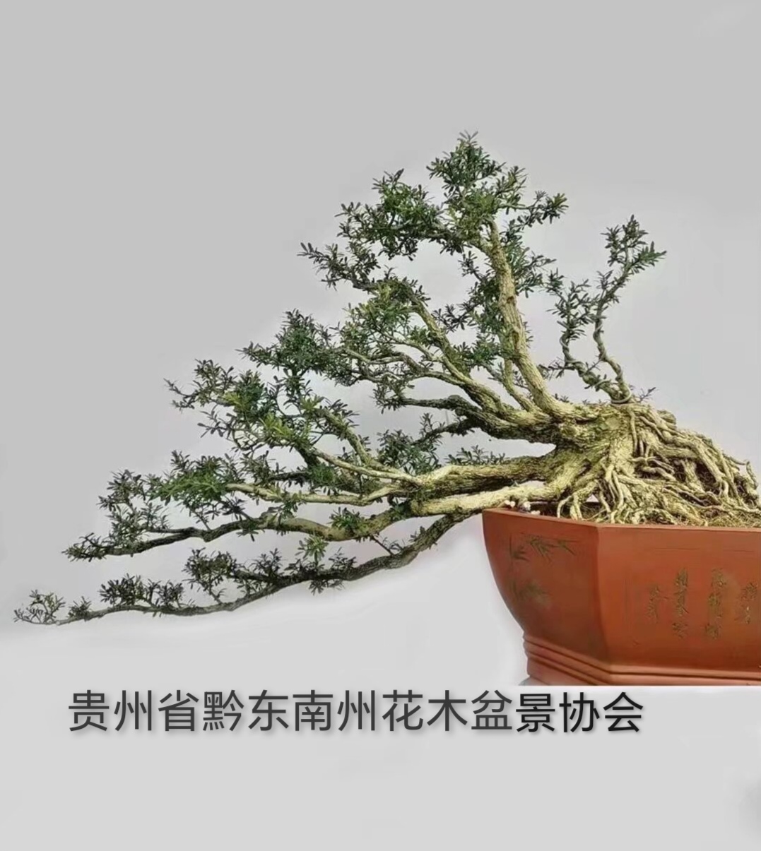 直播间下单一物一拍专拍链接，不是盆景图片，鲜活植物，谨慎下单