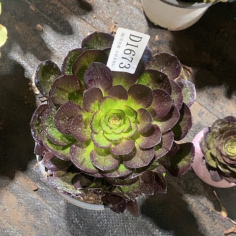1673黑魔多肉量拍