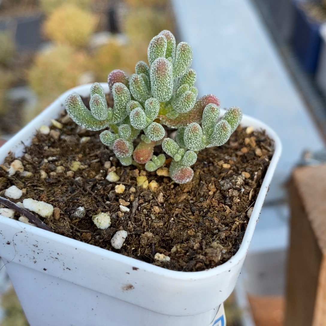 145号实生冰晶枝干