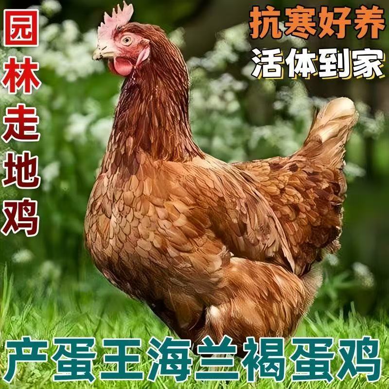 高产蛋海兰褐鸡一斤8两到两斤活体发货可作宠物鸡