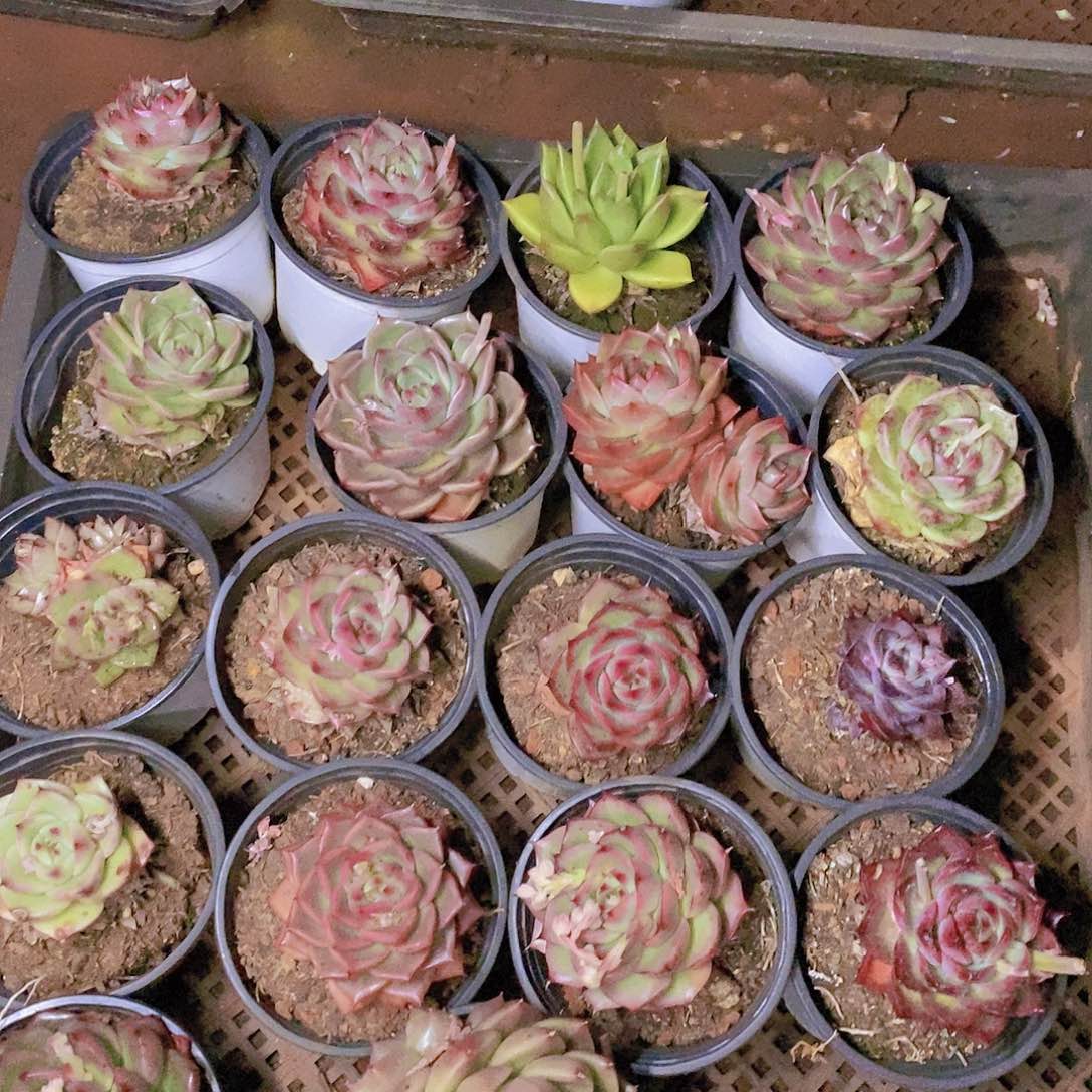 【闪购商品】云159