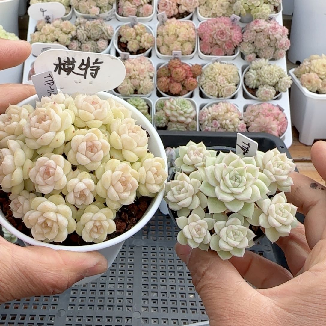 【闪购商品】0125-21（ttp-114）