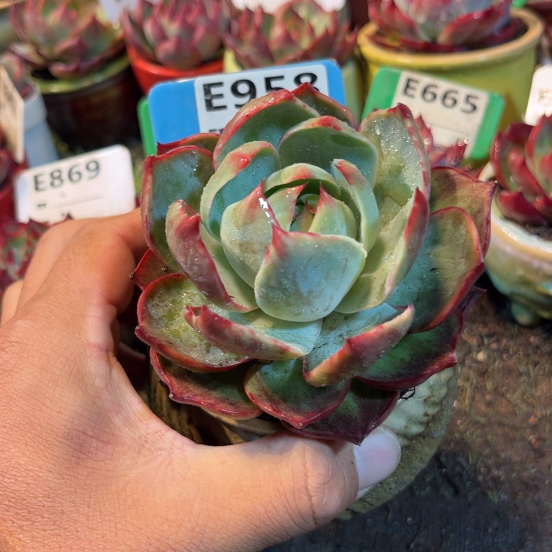 惊鸿一瞥958号多肉