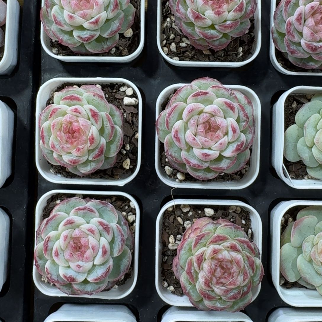 1205-028-mn一颗量拍