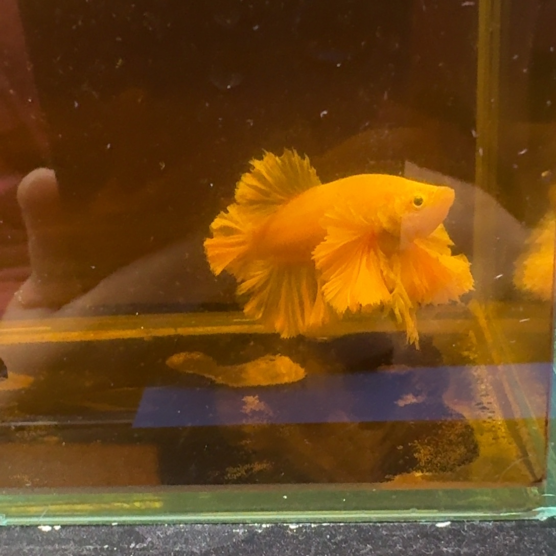 未***名海水鱼9号印尼斗鱼