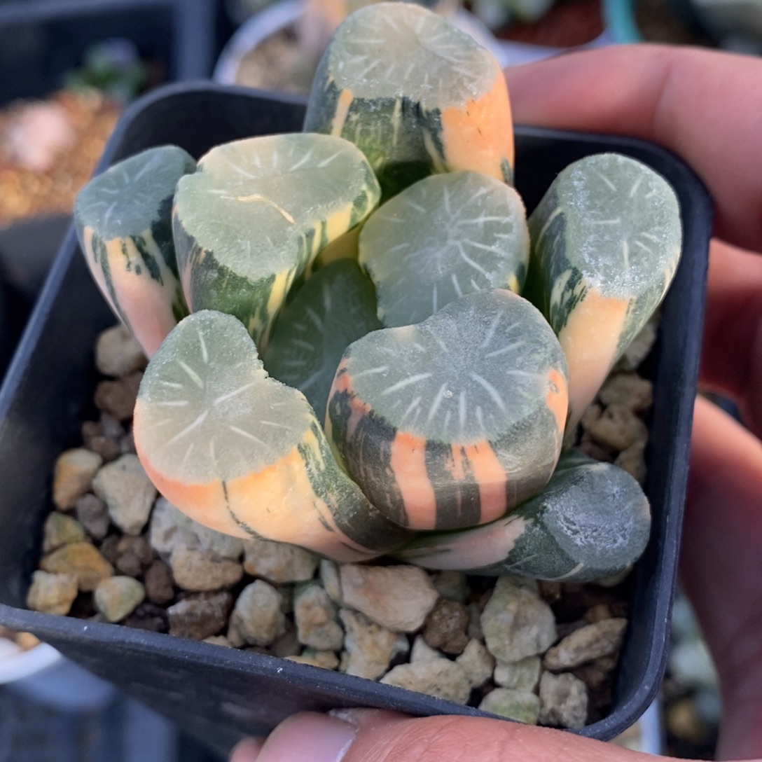 一颗实生白瓷X飞鸟万象锦