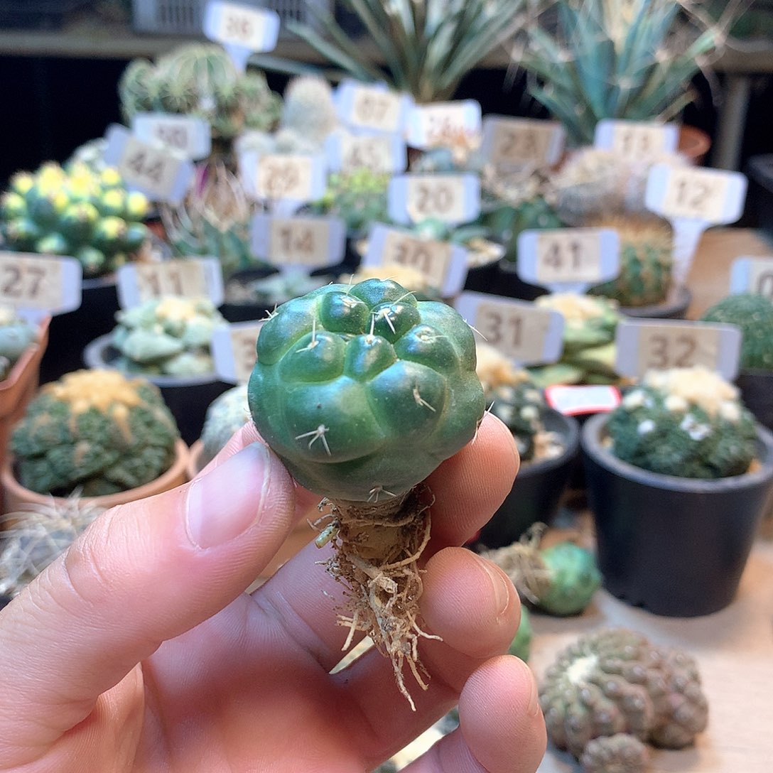 蜘蛛眼量拍一颗           