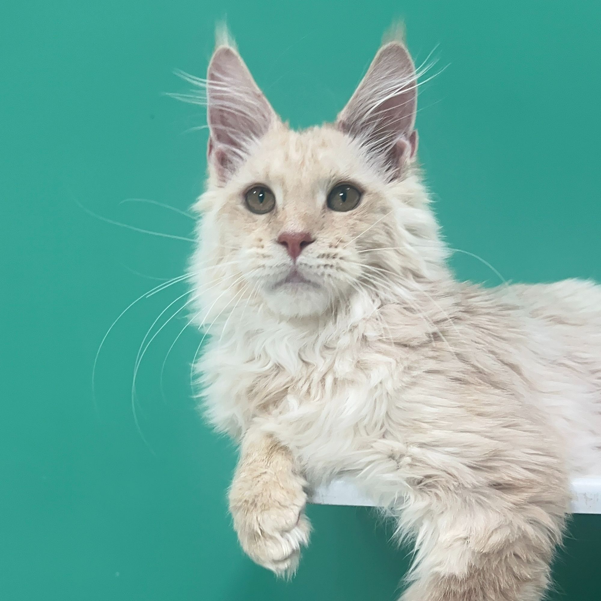 女王缅因猫腾笼子特卖