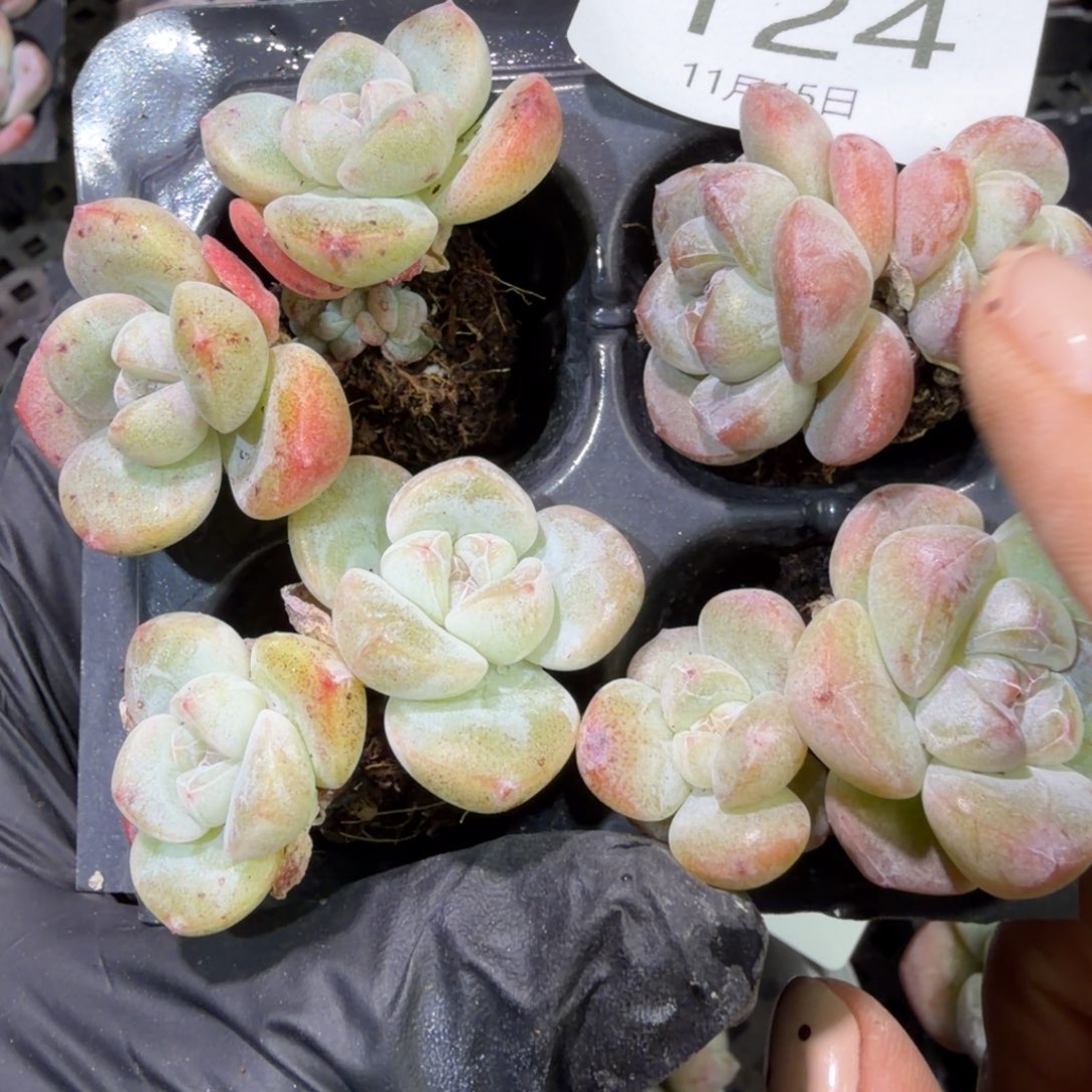 124 号到手1框江北多肉