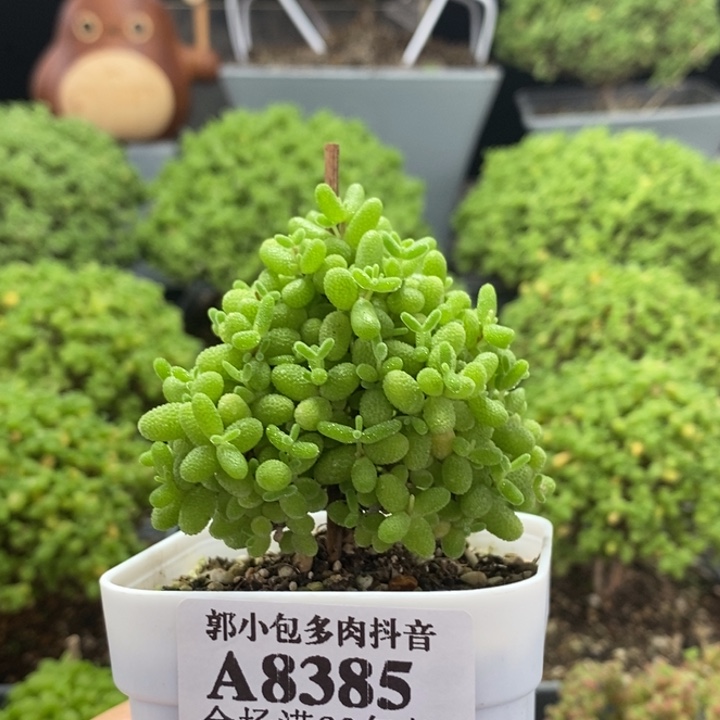 蜜橘糖球8385枝干番杏