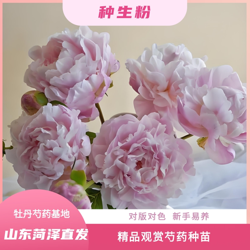 【种生粉-芍药苗】秋天发货  精品重瓣  山东菏泽 源头基地现挖直发