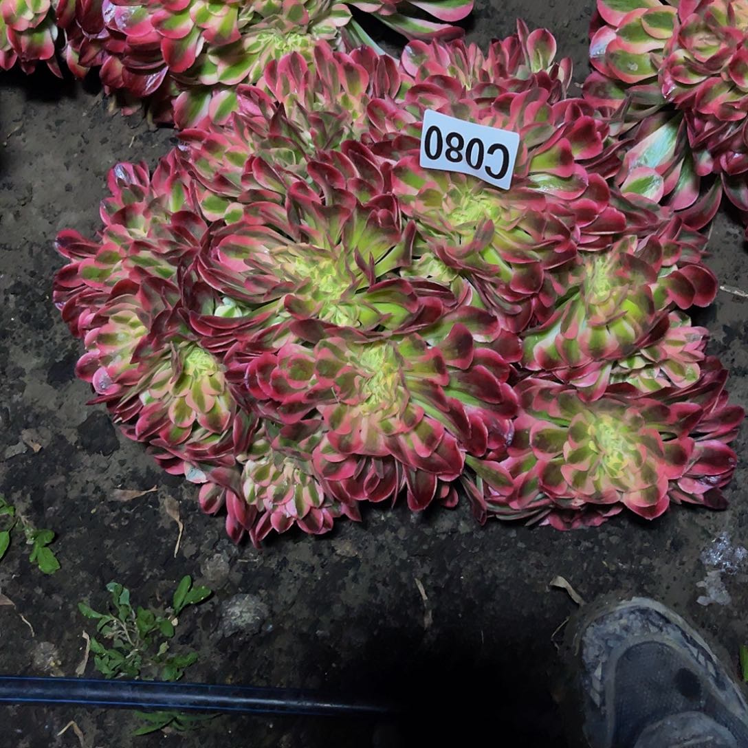 香妃法师32-34包邮