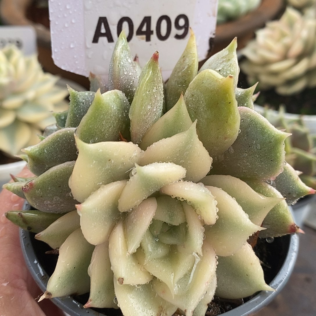 409三头贝加尔湖哈哈哈哈