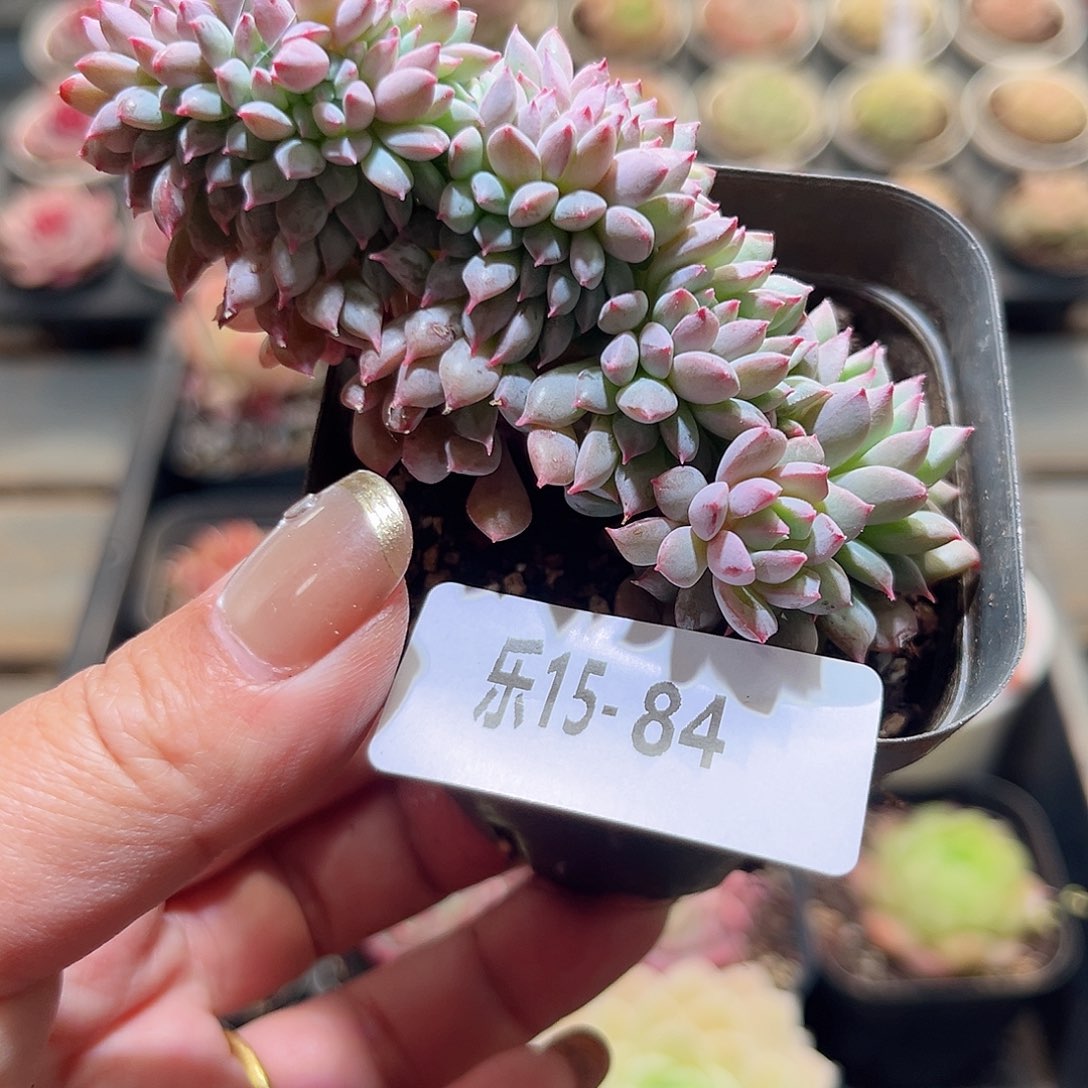 乐15-84 莱恩小精灵缀化