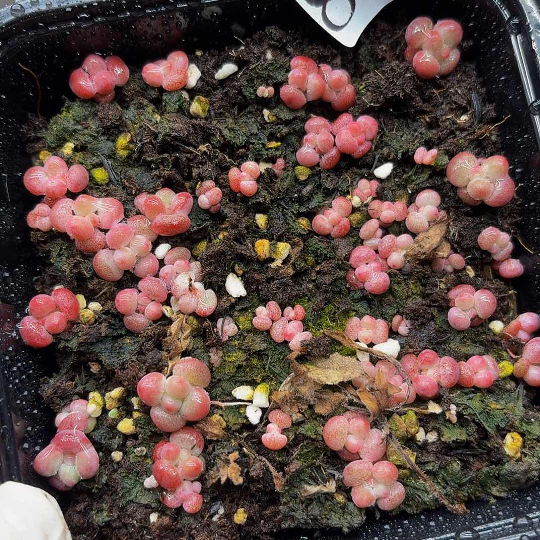 多肉植物多肉植物817