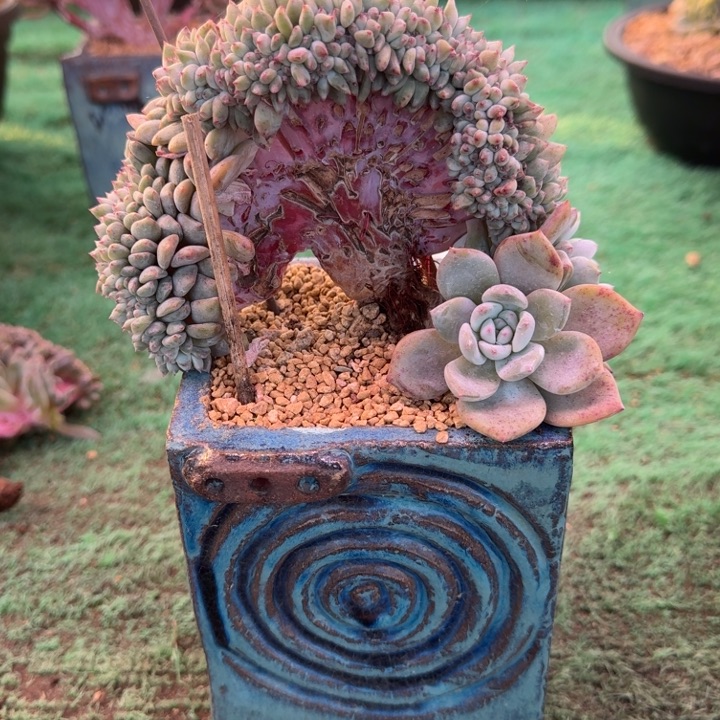 星影树缀无砍多肉