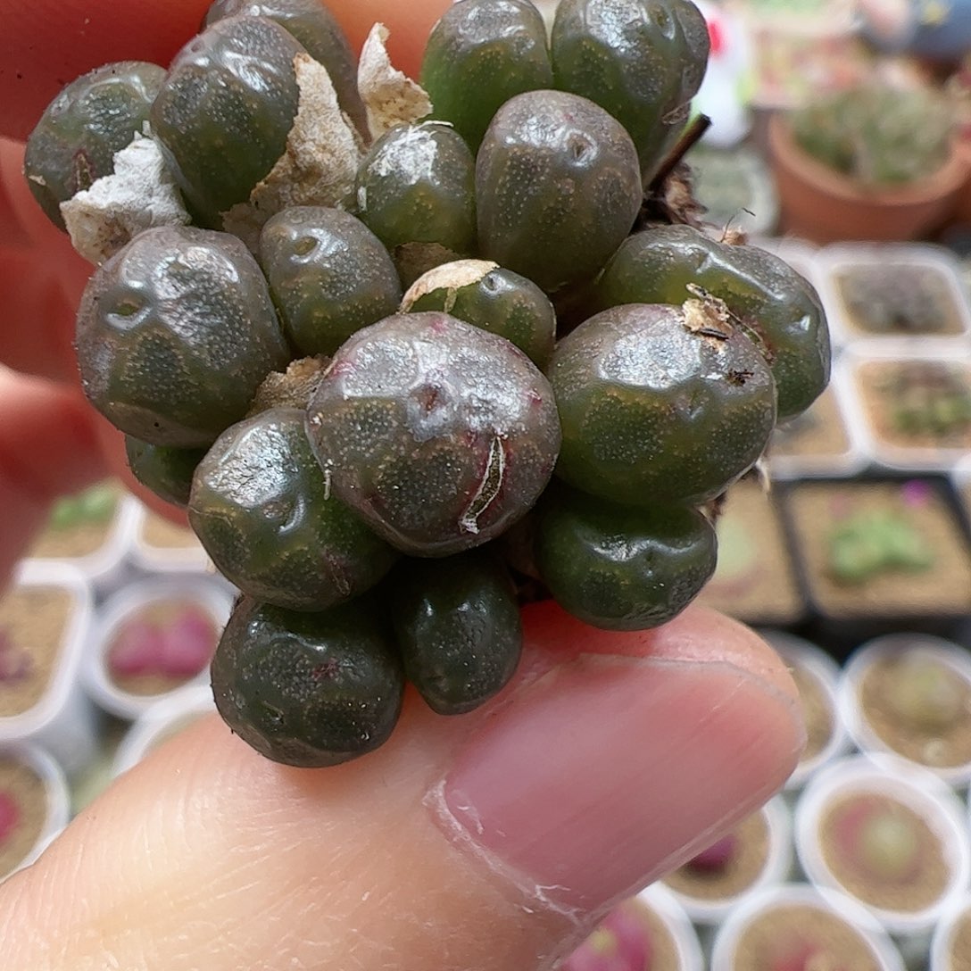 【闪购商品】 96平安福利