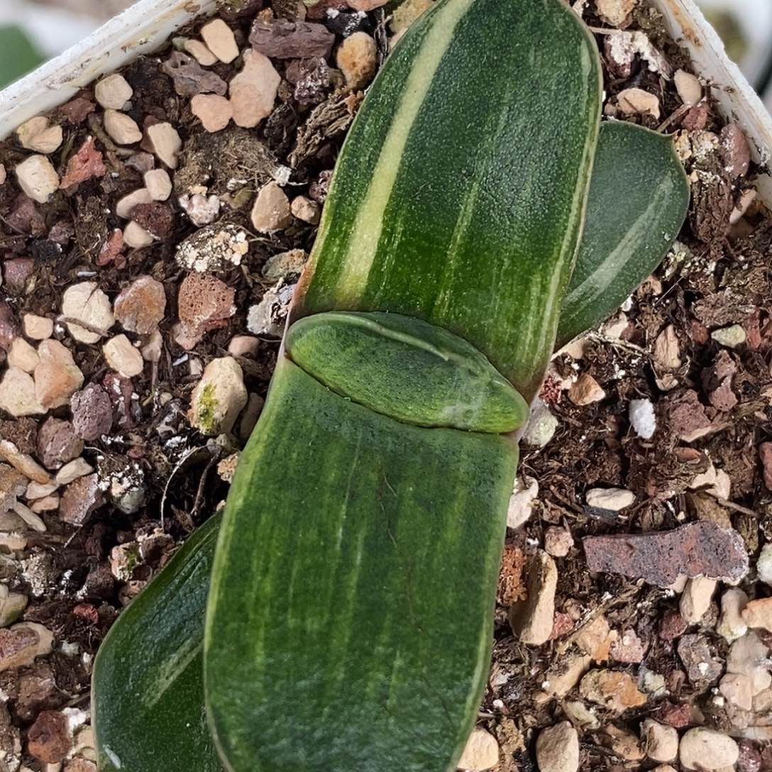 不带盆脱土裸根发货（实生）