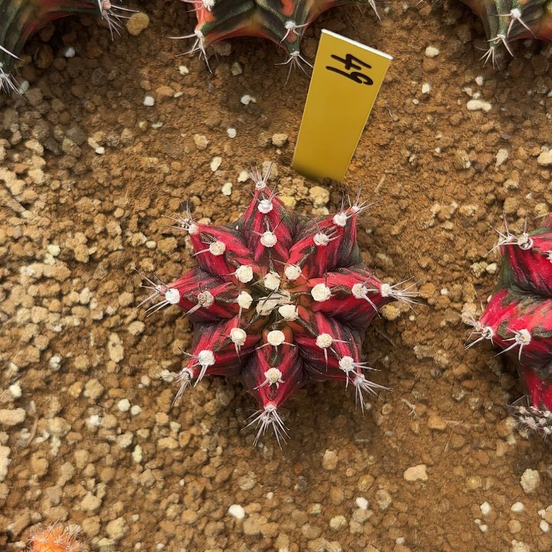 植*泰国米哈49-0126