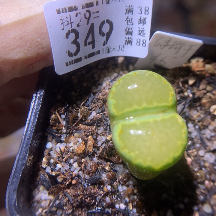 精品生生花29.349高特