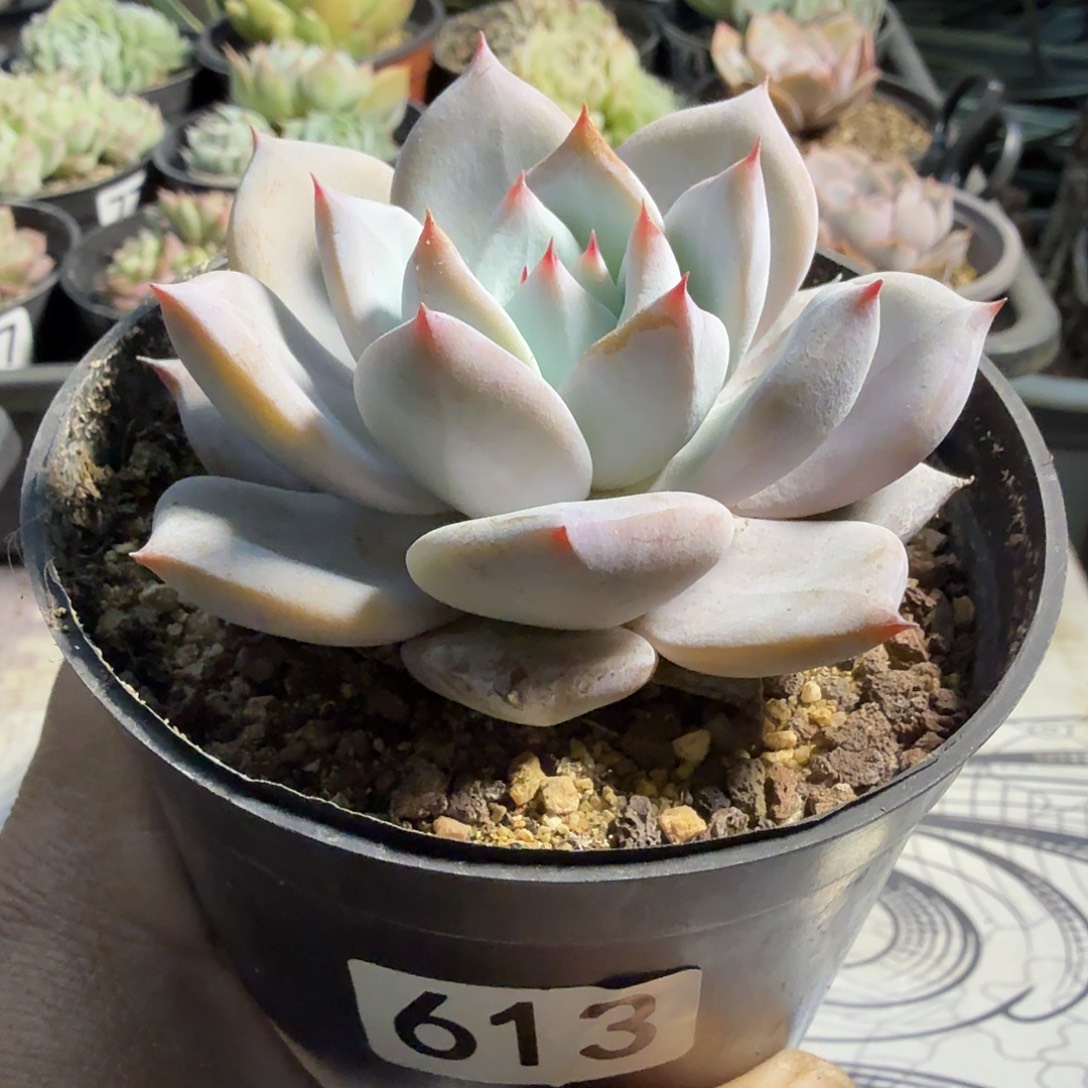 613八公分塔帕帕满20包邮