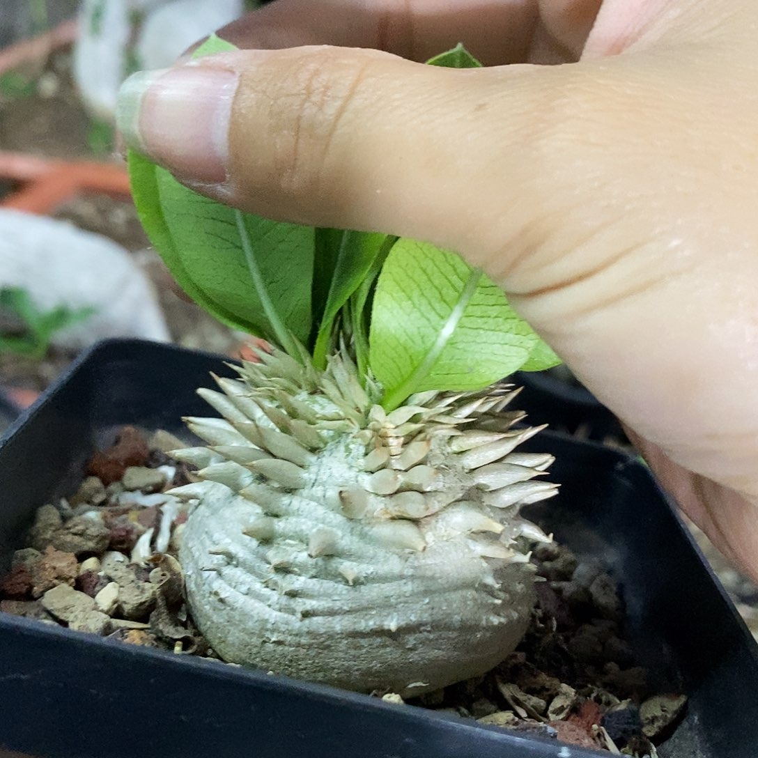 花花草草花花草草
