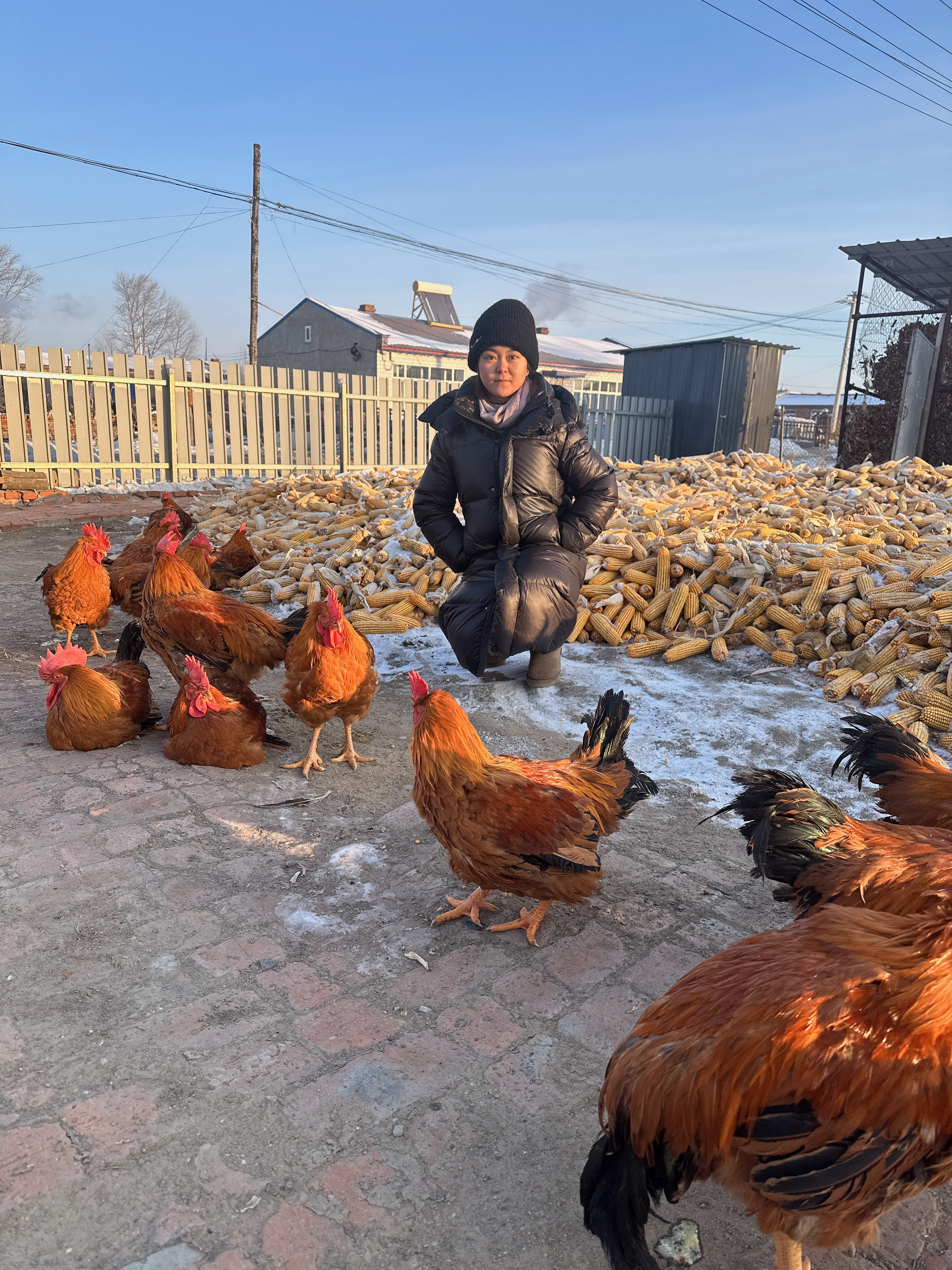 纯粮食喂养老母鸡 3斤~4斤左右老母鸡一只单只杀后（新鲜现杀母鸡）