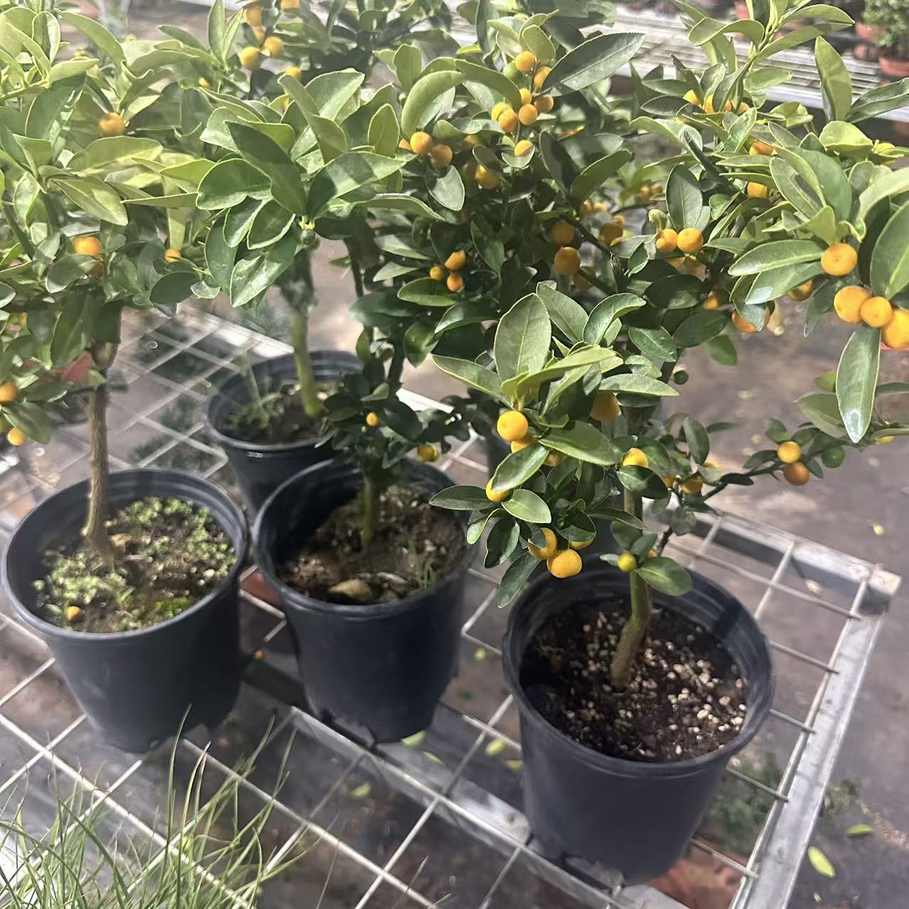 独杆大福豆盆栽中式盆景桌面禅意树室内四季可养