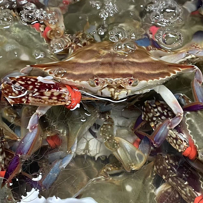 【公可能有母梭子蟹】冲氧压冰活发【保鲜不保活】3斤装单只2-3两左右