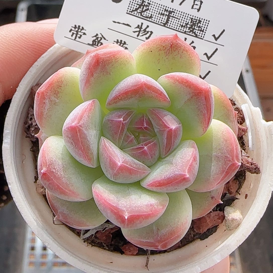 多肉0717-160白桃汽水