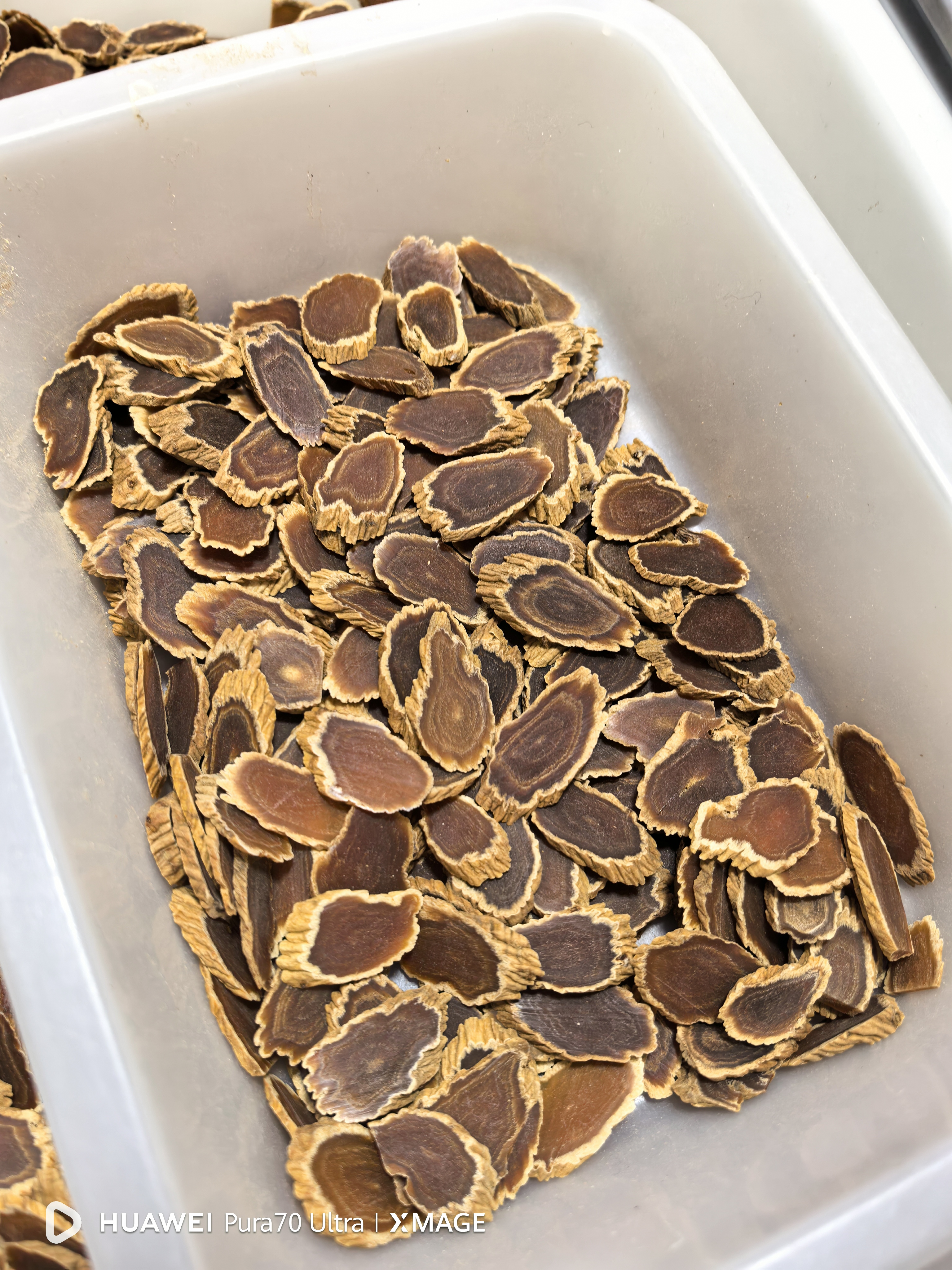 韩种高丽籽精选片