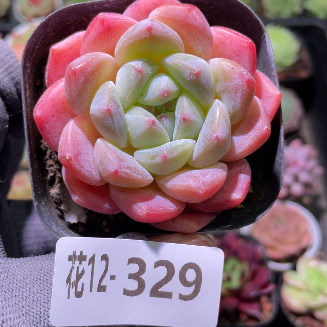 花利美12-329冰糖