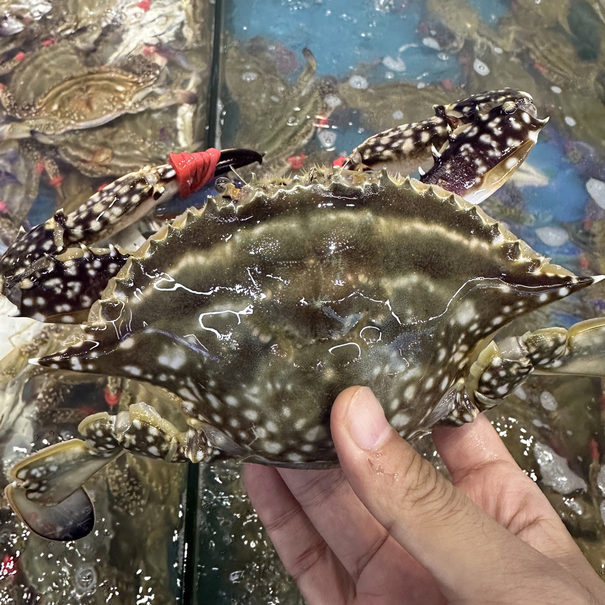 【小时达】东港海飞蟹100元3斤18-20只【保鲜不保活】两