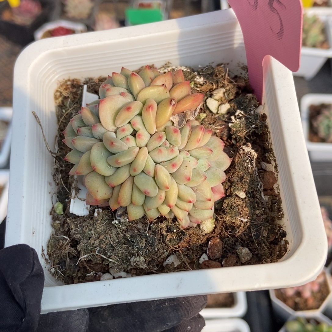 1755爱丽儿多肉植物保护