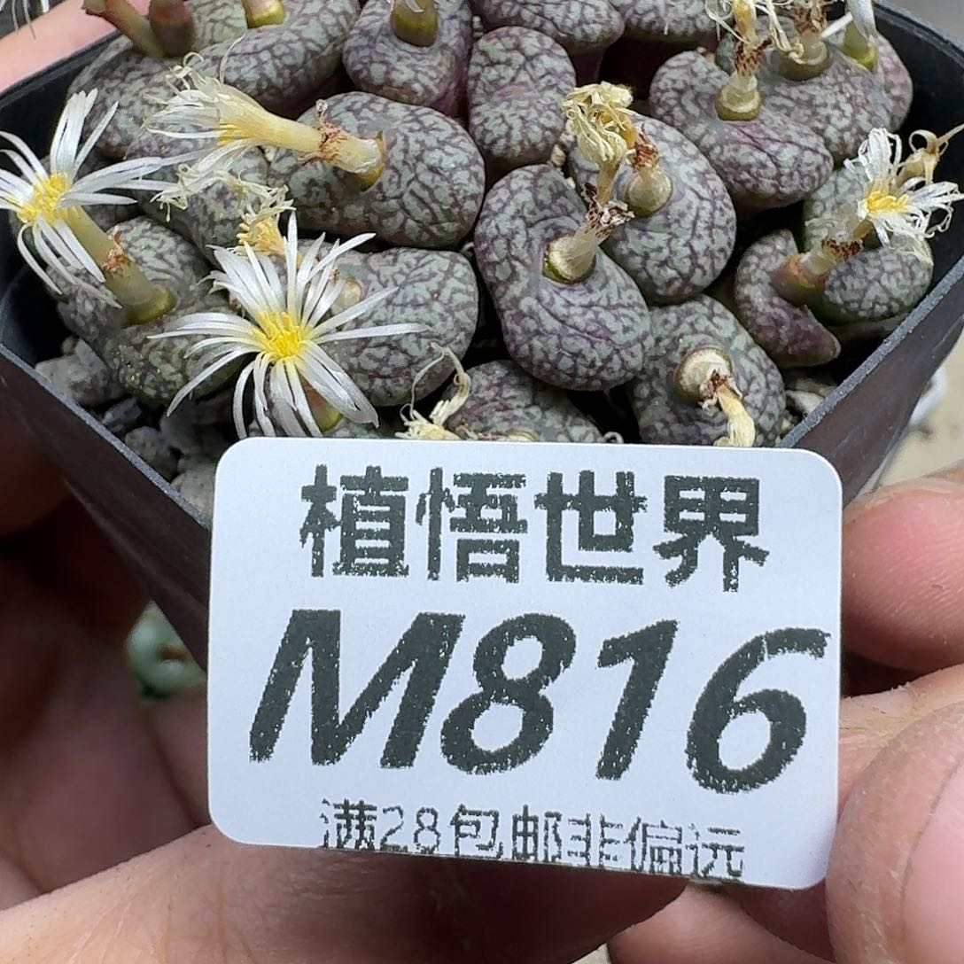 多肉植物的润泽fgb