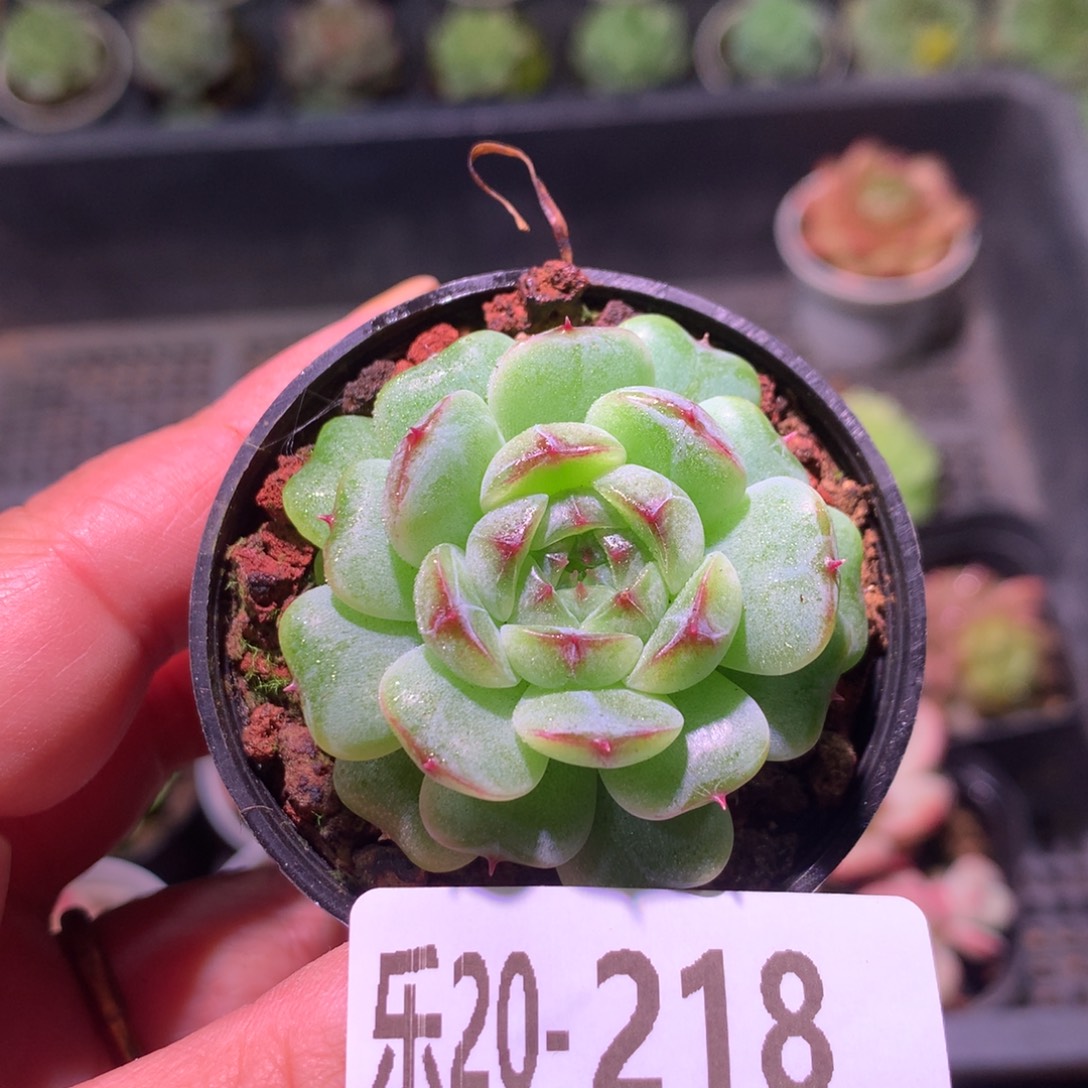 乐然20-218 珍妮新品 