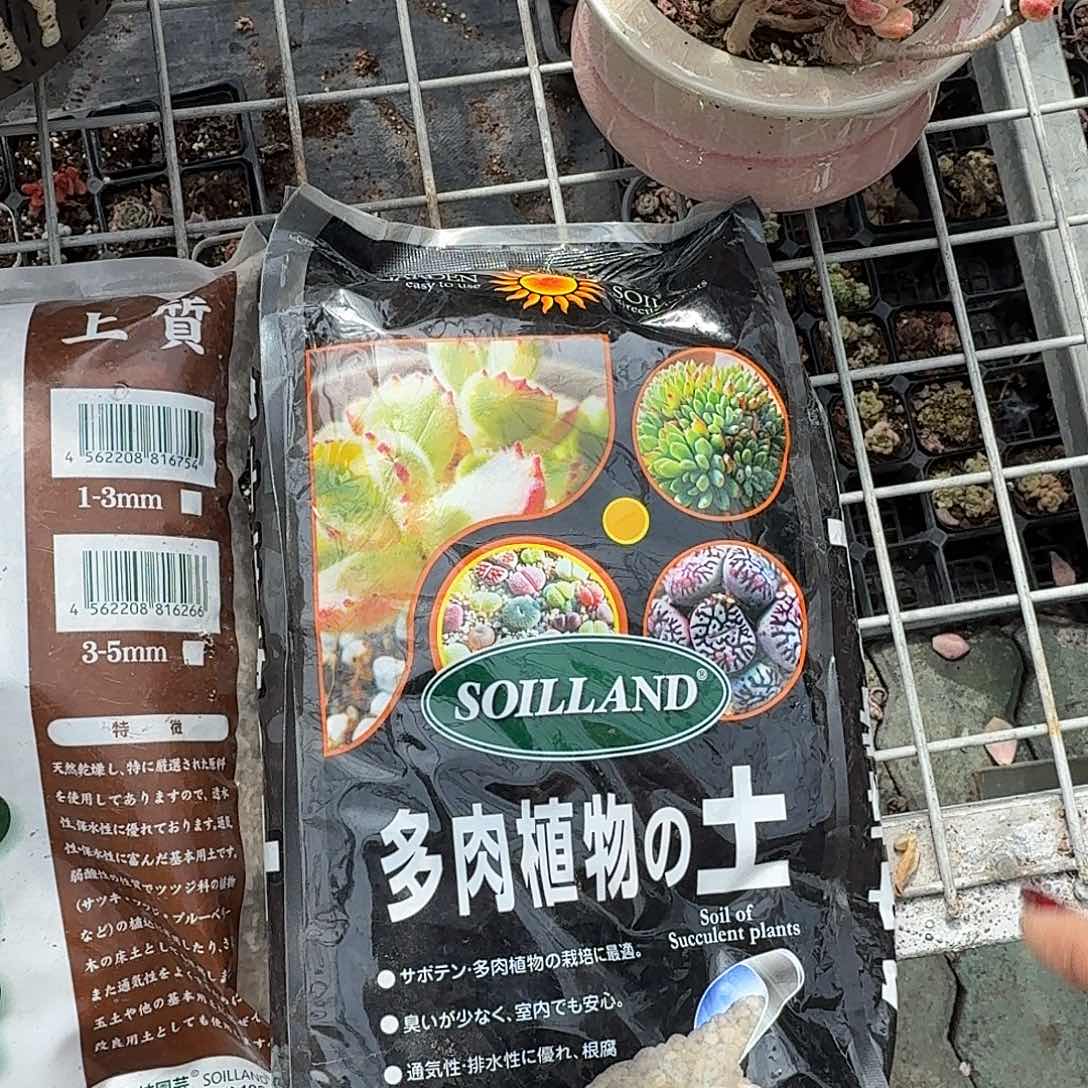 两包土多肉植物精品