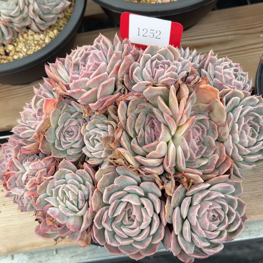 本*1252肉多么多么多么多么