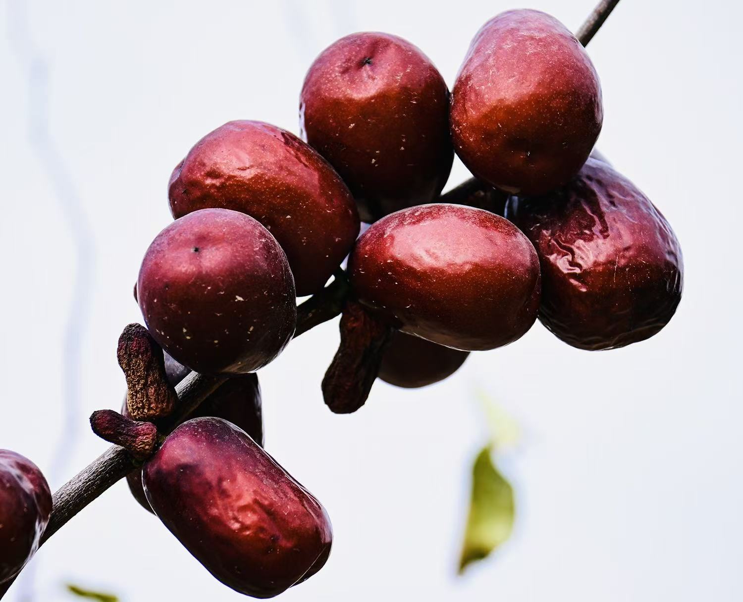 甘肃石门骏枣香甜软糯皮薄肉厚红枣煲汤煮粥零食大枣产地包邮