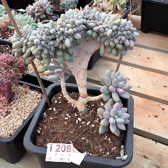 汤圆缀化208 亏本处理退款拉黑7-8天发货